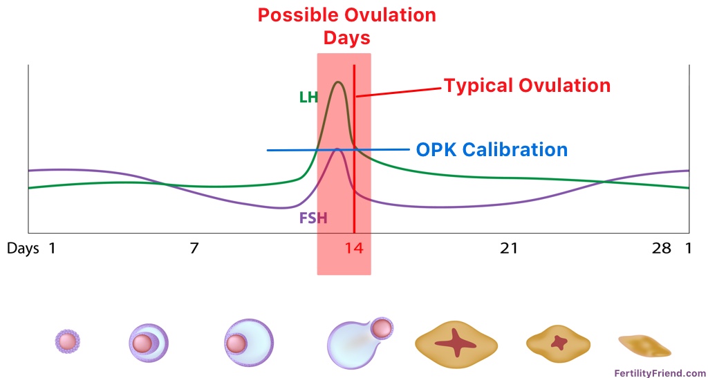 Lh Surge Ovulation Chart