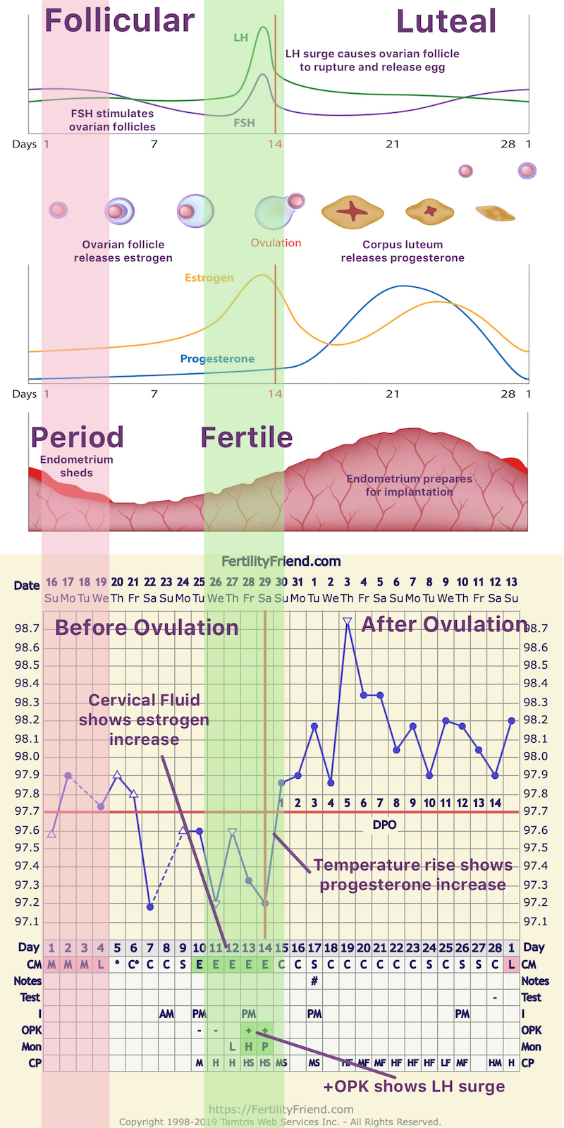 hormones chart