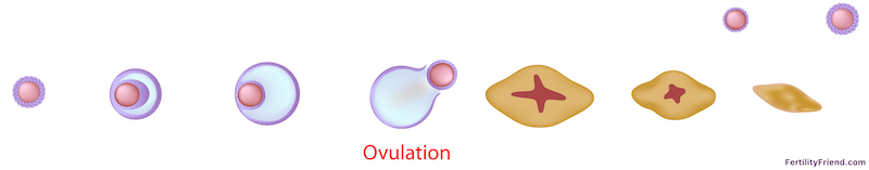 Ovulation