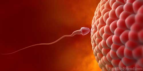 Risultati immagini per fertility day